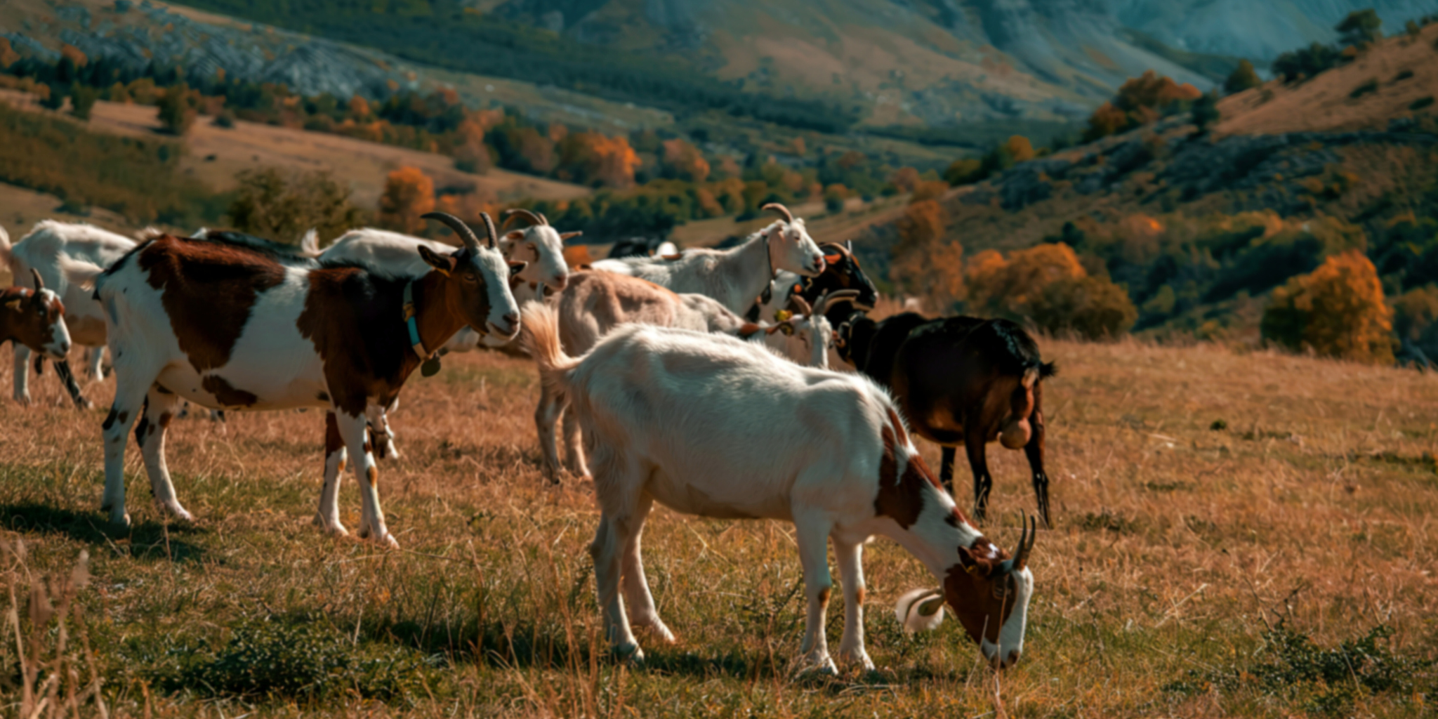 Cashmere & Wool Collection